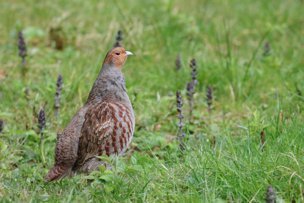 Male grey partridge Grey partridge cock standing on a meadow. grey partridge perdix perdix stock pictures, royalty-free photos & images