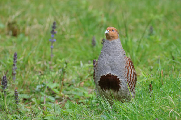 istock Male gray partridge 1147335523