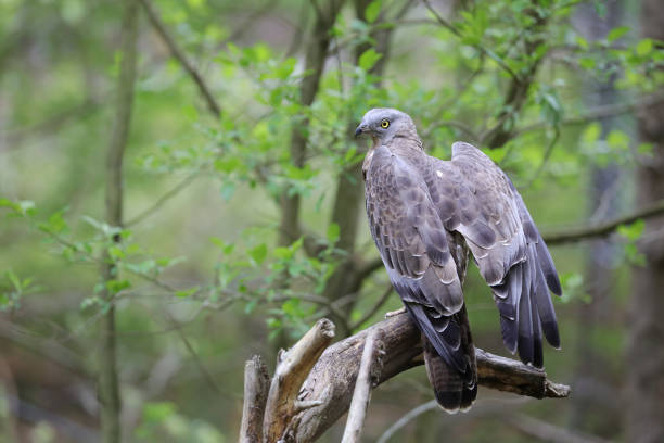 europejski myszołów miodowy - eurasian buzzard zdjęcia i obrazy z banku zdjęć