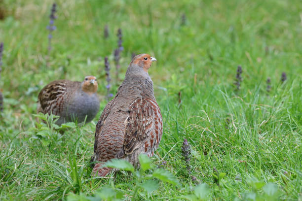 istock Pair of gray partridges 1147335552