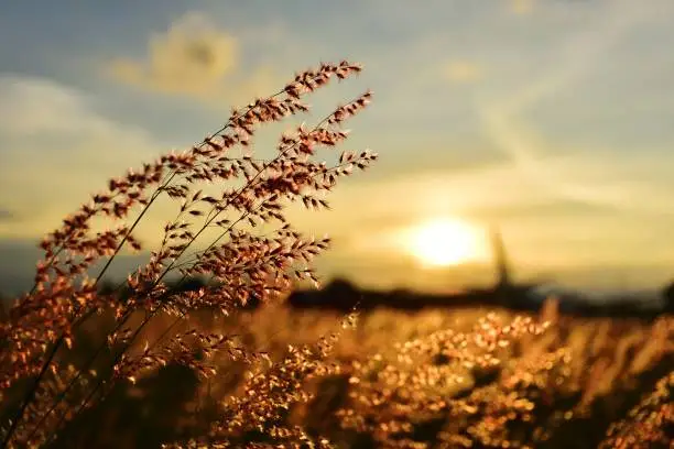 grass flower field on sunset
