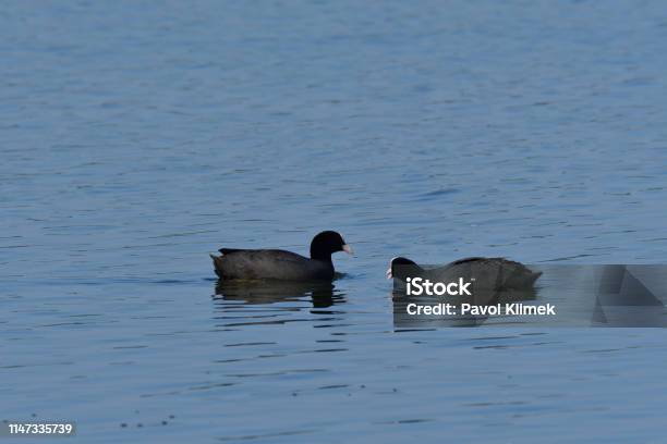 Coot Swims Over The Surface Of A Pond And Hunts For Food Stock Photo - Download Image Now