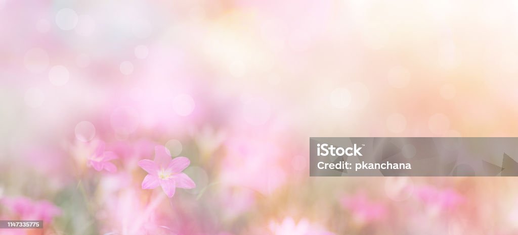 small pink flowers over pastel colors Abstract floral backdrop of small pink flowers over pastel colors with soft style for spring or summer time. Banner background with copy space. Flower Stock Photo