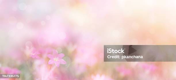 Small Pink Flowers Over Pastel Colors Stock Photo - Download Image Now - Flower, Backgrounds, Springtime