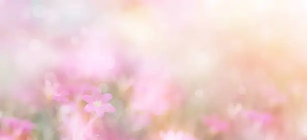 Abstract floral backdrop of small pink flowers over pastel colors with soft style for spring or summer time. Banner background with copy space.
