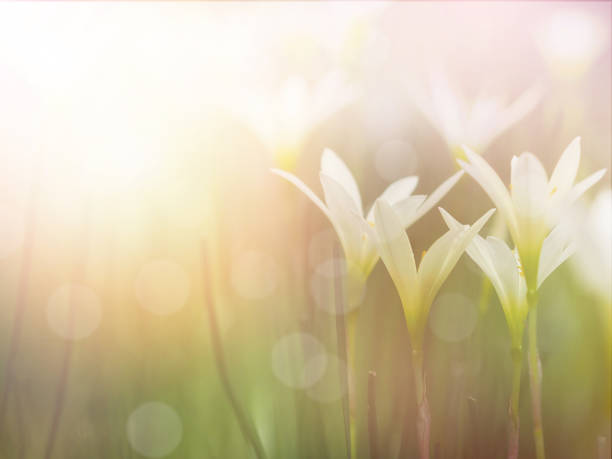 Beautiful small flowers Beautiful small flowers with foggy after raining. Field of Zephyr lily flowers and green leaves. Floral abstract background. lily photos stock pictures, royalty-free photos & images