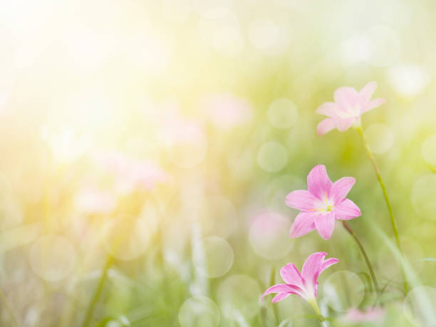 bellissimi piccoli fiori - zephyranthes lily foto e immagini stock