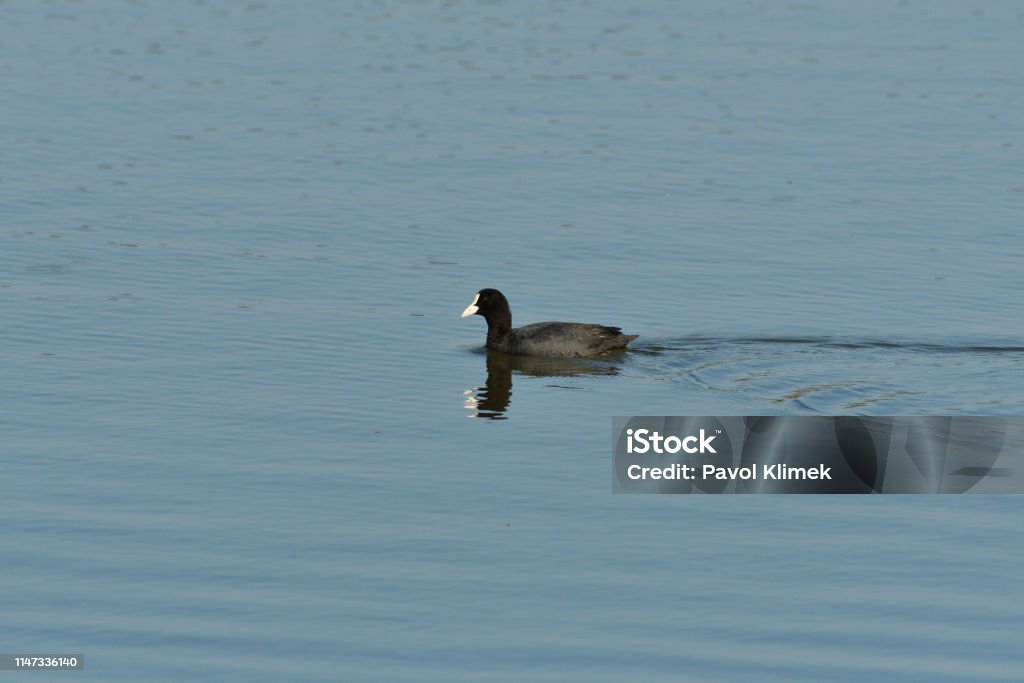 Coot bird floating on water pond portrait coot swims over the surface of a pond and hunts for food Animal Stock Photo