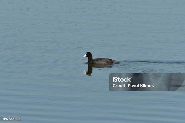 Coot Bird Floating On Water Pond Portrait Stock Photo - Download Image Now - Animal, Animal Body Part, Animal Eye