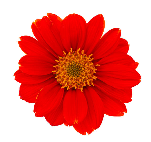 istock Mexican sunflower isolated on white background 1147337851
