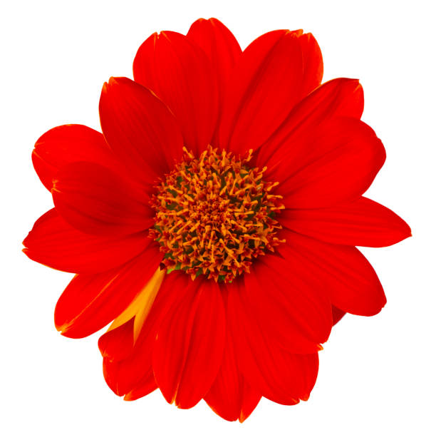 istock Mexican sunflower isolated on white background 1147337888