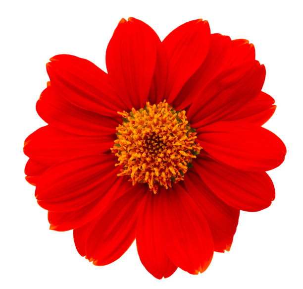 istock Mexican sunflower isolated on white background 1147337891