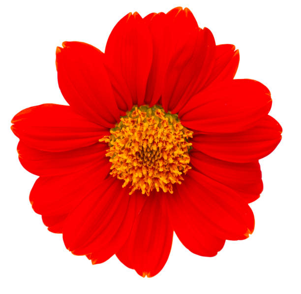 istock Mexican sunflower isolated on white background 1147337919