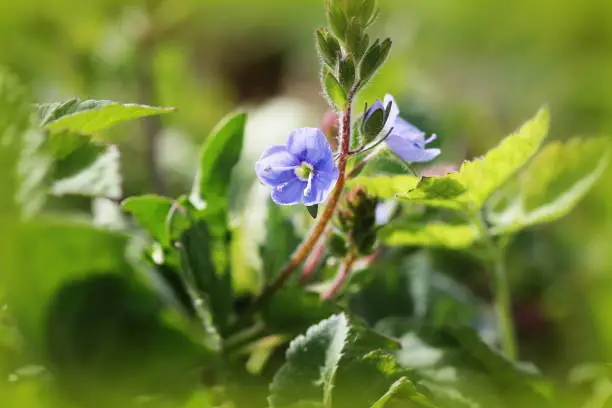 Veronica officinalis flower with blue bloom in summer time