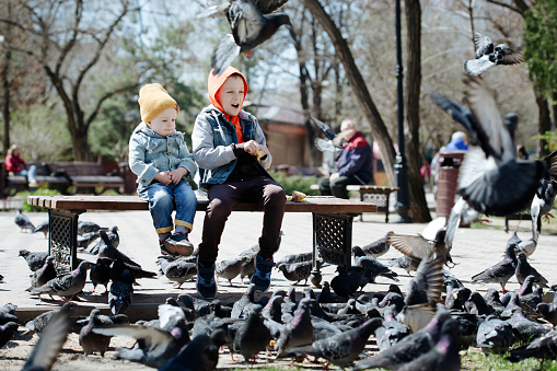 funny little pretty boys feed pigeons in the park laughing and rejoicing. happy childhood
