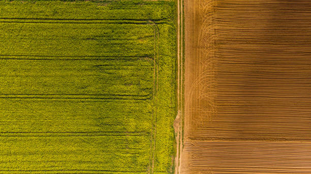 istock Yellow rape fields and plow soil, aerial drone view 1147340485