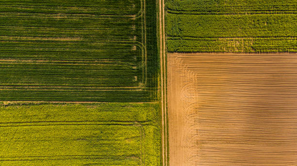 istock Yellow rape fields and plow soil, aerial drone view 1147340626