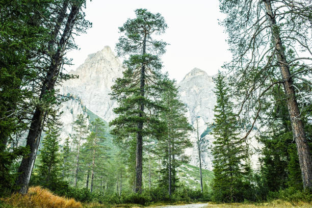 Scenic pine woodland in Dolomite Alps, Italy stock photo