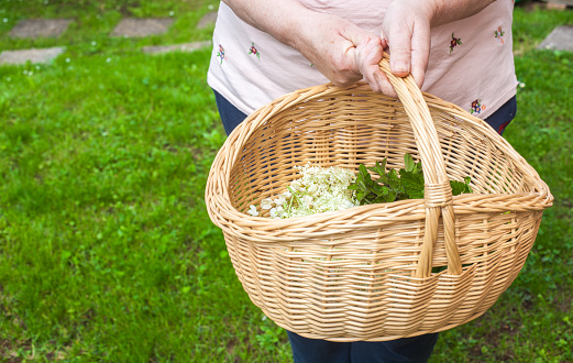 A women's hands holding a basket with different herbs in it: elderberry blossom - Sambucus, acacia blossom, leaves of mentha and leaves of lemon balm - Melissa officinalis