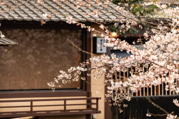 istock Cherry blossom season in Japan 1147342833