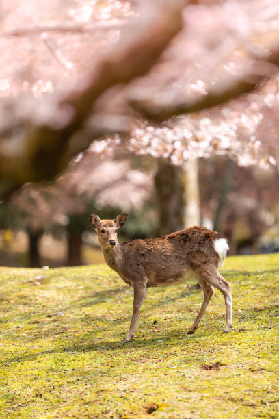 istock Cherry blossom season in Nara, Japan 1147342902