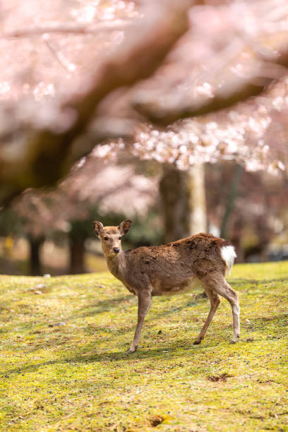 Cherry blossom season in Nara, Japan Asia, Japan, Nara, Blossom, Spring nsra stock pictures, royalty-free photos & images
