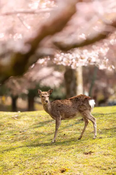 Asia, Japan, Nara, Blossom, Spring