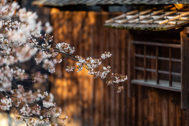 Cherry blossom season in Japan