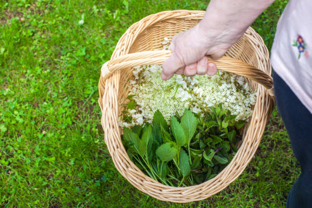 istock A basket full of herbs 1147342943