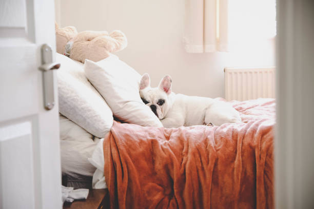 sleepy français bulldog sur un lit douillet dans une chambre à coucher, voir à travers la porte de la chambre - lit ameublement photos et images de collection