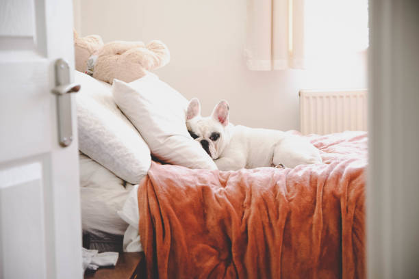 sleepy french bulldog on a cozy bed in a bedroom, seeing through bedroom door - dog puppy lying down looking at camera imagens e fotografias de stock