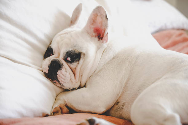 Sleepy and grumpy French Bulldog on bed in a bedroom stock photo