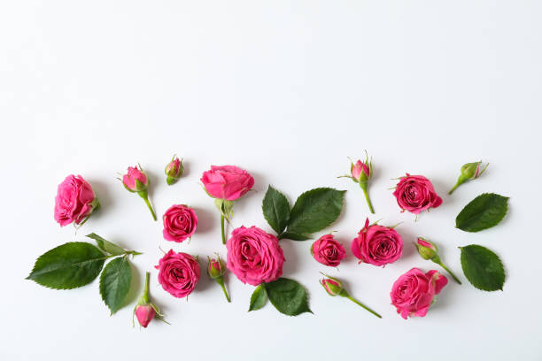 istock Flat lay composition with roses and petals on white background, space for text 1147344565