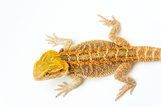 istock Bearded agama from above close-up on a white background 1147344576