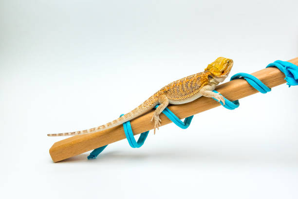 istock The bearded agama sits on a stick with a rope 1147344605