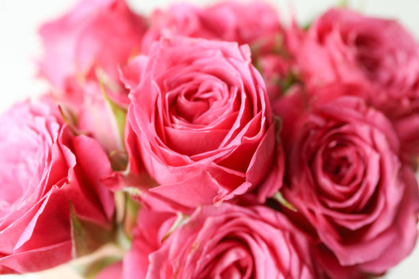 istock Beautiful fresh pink roses as background, closeup 1147344662