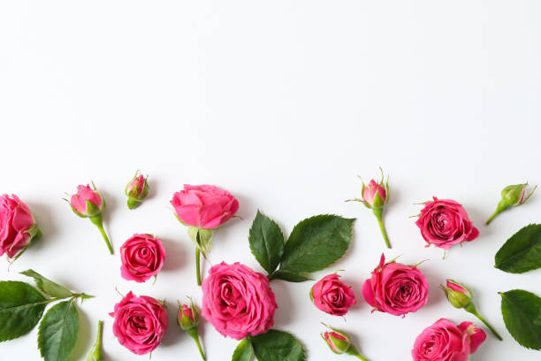 istock Beautiful fresh pink roses on white background, space for text 1147345988