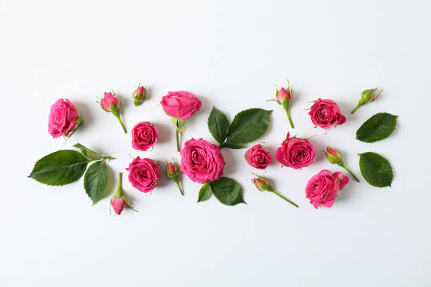 istock Flat lay composition with roses and petals on white background, space for text 1147346074