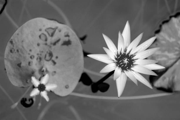 Water lily flowers in Bordeaux botanical gardens.