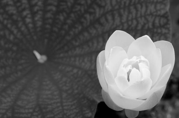 istock Water Lily and Lily Pads captured in black and white 1147346741