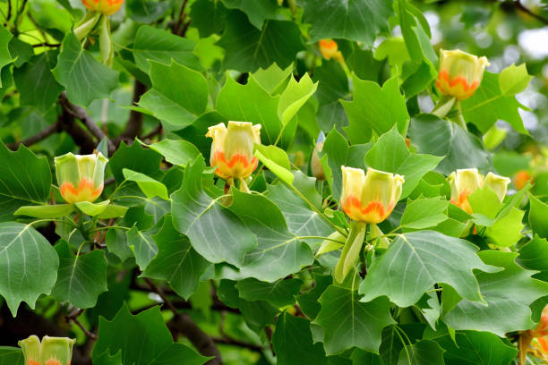 istock Tulip Tree / Liriodendron tulipifera Flowers 1147348642