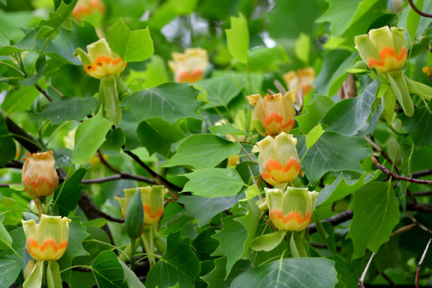istock Tulip Tree / Liriodendron tulipifera Flowers 1147348745