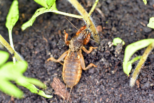 mole cricket, comiendo la planta de tomate joven - grillotalpa fotografías e imágenes de stock