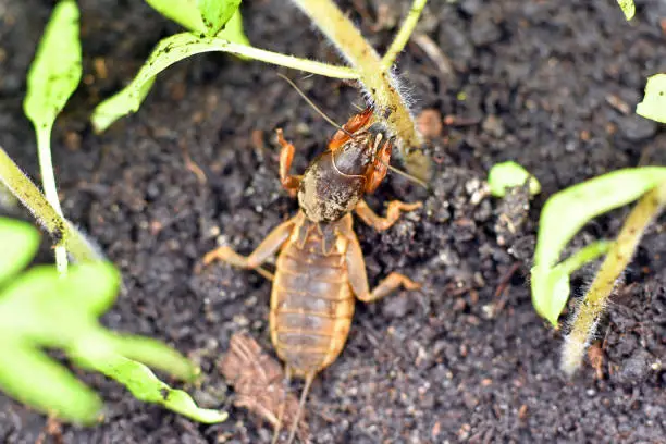Mole cricket, eating a young tomato plant