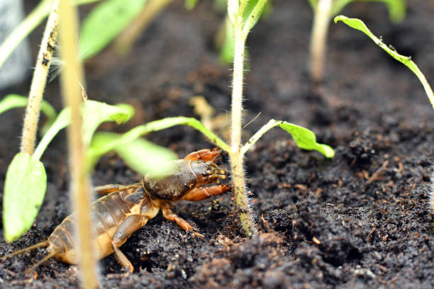 istock Mole cricket, eating young tomato plant 1147348899