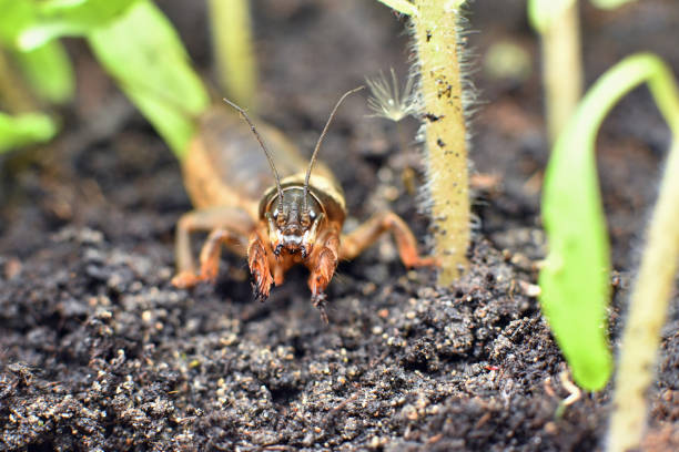 Frontal close-up of a mole cricket amongst young tomato plants