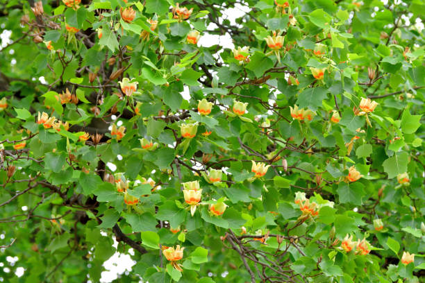 istock Tulip Tree / Liriodendron tulipifera Flowers 1147348928
