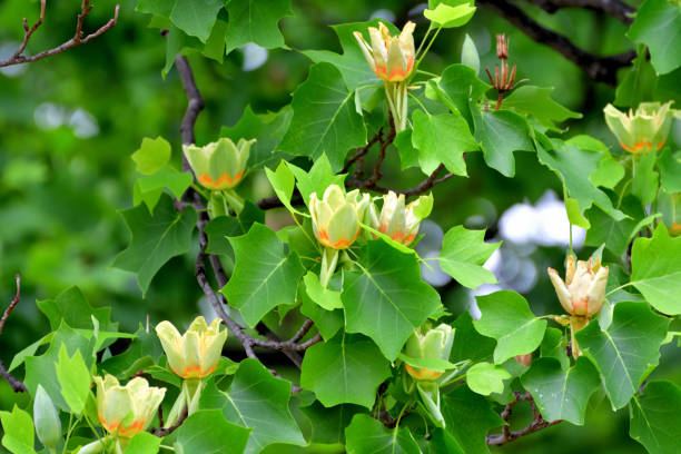 istock Tulip Tree / Liriodendron tulipifera Flowers 1147349002