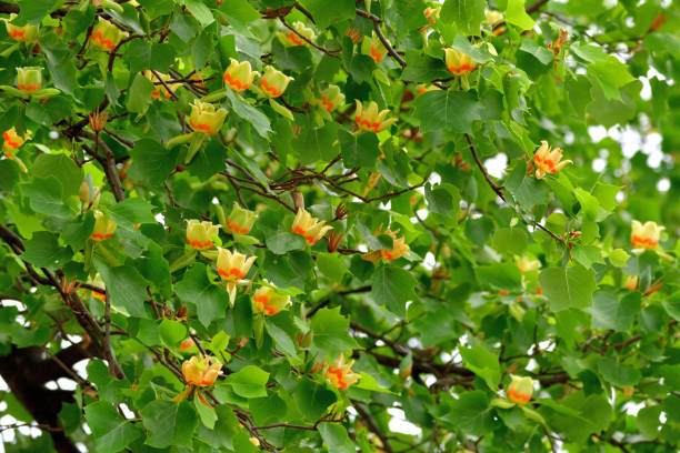 istock Tulip Tree / Liriodendron tulipifera Flowers 1147349076
