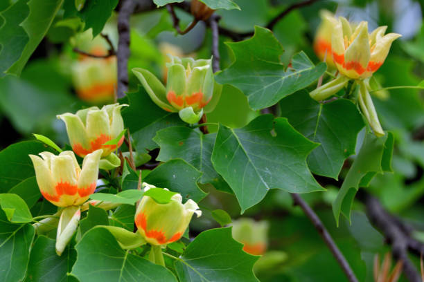 istock Tulip Tree / Liriodendron tulipifera Flowers 1147349116